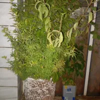 درخت میوه