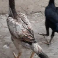 جوجه لاری وتعدای،مرغ ۴تا۶ماه فغان وترک|حیوانات مزرعه|قرچک, میرزائی شمالی|دیوار