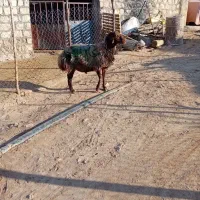 شیشک قوچ مهربانی