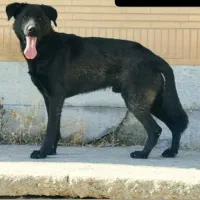 سگ ژرمن|سگ|کرمانشاه, |دیوار