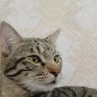 گربه dsh