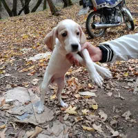 واگذاری توله سگ اصل انگلیس 3 ماهه ماده|سگ|گلی داغ, |دیوار