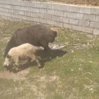 فروش ۱۴ راس میش بره دار