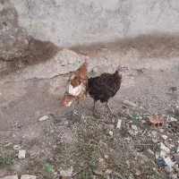 بوقلمون طبیعی