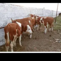 گلستان بندرترکمن تامین کننده گوساله