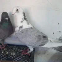 جفت کبوتر باب حمالی