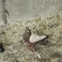 کبوتر ماده سرته قهوه ای بی نظیر