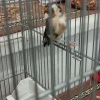 سهره معاوضه با سهره قناری بخون