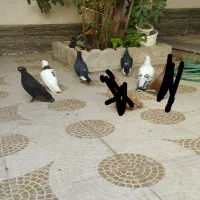 کبوتر طوق سور سیاه پلنگ نرماده سبز شامی نر معاوضه