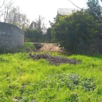 (*۳۰۰ متر زمین مسکونی با نامه بنیاد مسکن*)|فروش زمین و ملک کلنگی|رشت, کاکتوس|دیوار