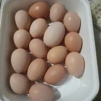 تخم مرغ محلی|خوردنی و آشامیدنی|بهشهر, |دیوار