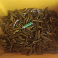 باسلام فروش خیارشور سوپرویژه ویژه نول ممتاز