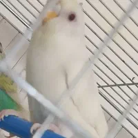 مرغ عشق نر چشم قرمز