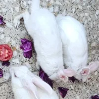 خرگوش بازیگوش