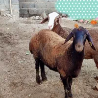 بره ماده هترو