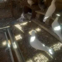 کبوتر