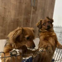 توله سگ اشپیتز