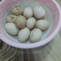 تخم اوردک روسی به شرط نطفه|حیوانات مزرعه|دزفول, |دیوار