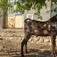 فروش چکل بذری درجه یک