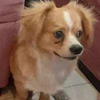 سگ اشپیتز پامر|سگ|اسلامشهر, شهرک قائمیه|دیوار