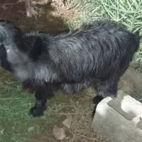 یک عدد گوسفند مادگ