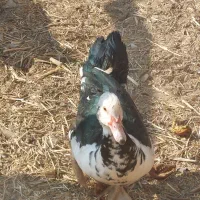 اردک اسرائیلی، بوقلمون|حیوانات مزرعه|سمنان, |دیوار