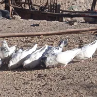 سلام تعدادی کبوتر|پرنده|بافت, |دیوار