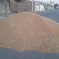 گندم کوهدشت شش تن