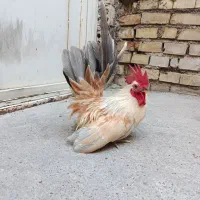خروس جاپنیز گلد