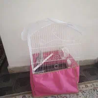 قفس نو همراه با عروس هلندی ماده