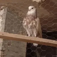 کبوترسفیدچشم سفیدنوک ریز.یک جفت مفلق سفید|پرنده|چادگان, |دیوار