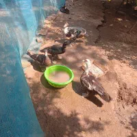 بچه اردک اسراییلی|حیوانات مزرعه|رشت, آزادگان|دیوار