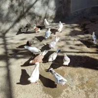 همه نوع کبوتر|پرنده|یاسوج, |دیوار