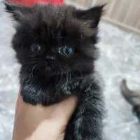 گربه|گربه|کرج, فاز ۴ مهرشهر|دیوار