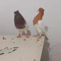 کبوتر کله زرد وسرخ|پرنده|مشهد, امام رضا (ع)|دیوار