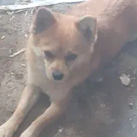 سگ سرقتی|حیوانات|خرمشهر, |دیوار