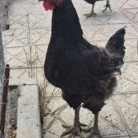 دو عدد خروس زیبا، هیکلی ومرغ جمع کن ویک مرغ بلک کپ|حیوانات مزرعه|فولادشهر, B1|دیوار