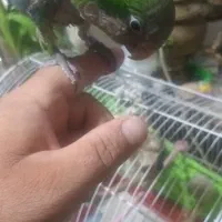 راهب‌دستی‌ورام
