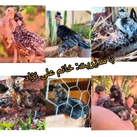 تخم مرغ نژادی اصیل|حیوانات مزرعه|یاسوج, |دیوار
