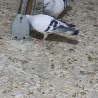 یک عددشامی نر|پرنده|مسجد سلیمان, |دیوار