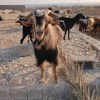 کهره وبره نر|حیوانات مزرعه|بندر کنگان, |دیوار