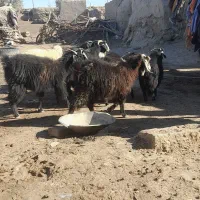 بز چاق مخصوص عید قربان