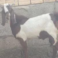 بره و نری چاق