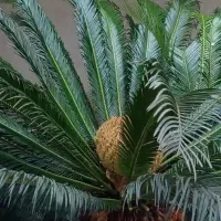 اجاره منزل ویلایی ۱۹۰ متری|اجارهٔ خانه و ویلا|لاهیجان, شهرک سلمان فارسی|دیوار