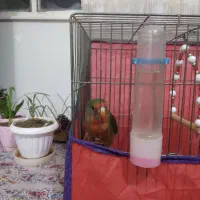 طوطی برزیلی|پرنده|بروجرد, |دیوار