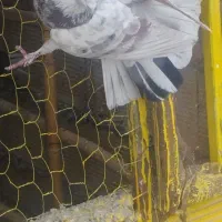 فروش دو عدد کبوتر درجه یک