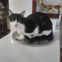 واگذاری گربه نر|گربه|میاندوآب, |دیوار