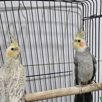 عروس هلندی باقفس