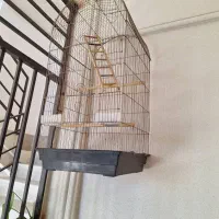 قفس پرنده|لوازم جانبی حیوانات|پردیس, فاز ۹|دیوار