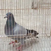 کبوتر